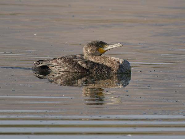 <h3><a href="/trips/oman/biota/animalia/chordata/aves/016 suliformes/003 phalacrocoracidae/phalacrocorax carbo/phalacrocorax carbo-nl.html">Phalacrocorax&nbsp;carbo</a> / Great&nbsp;cormorant / Aalscholver</h3>OM-1 Mark II met OLYMPUS M.150-400mm F4.5 TC, 1/2000 sec  bij F5.6, ISO 640, afstand 46.3&nbsp;m